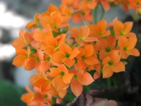 gal/2005 ete - Fleurs/_thb_Fleurs-1010158.jpg